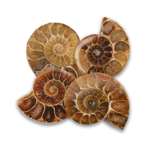 Cut & Polished Ammonites
