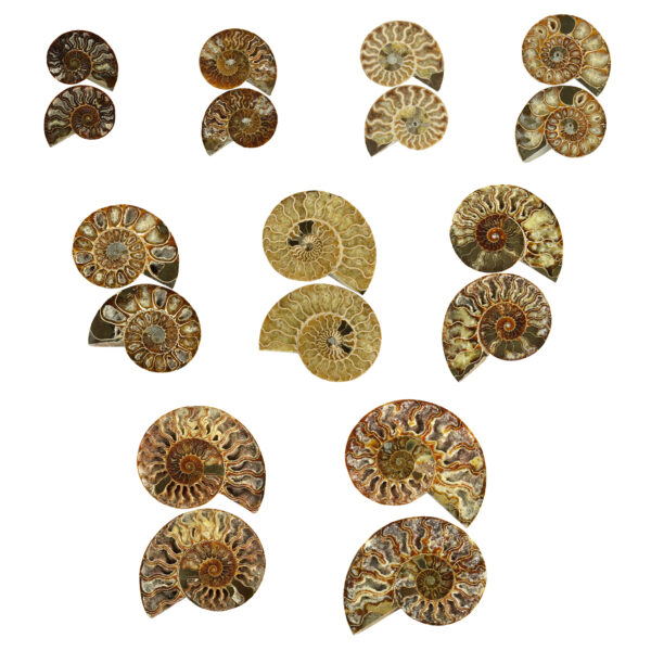 Cut & Polished Ammonites Pairs