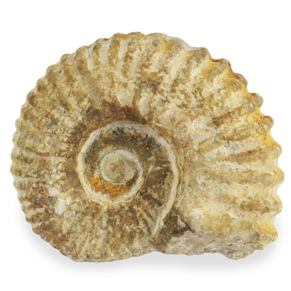 Agadir Ammonites