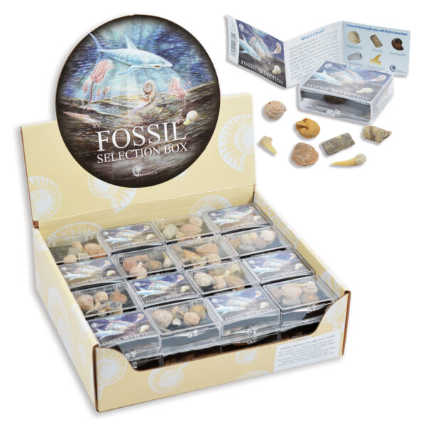 Fossil Selection Box Pack