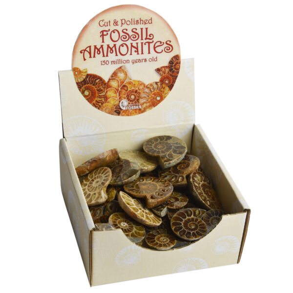 Cut & Polished Ammonites Till Point Pack