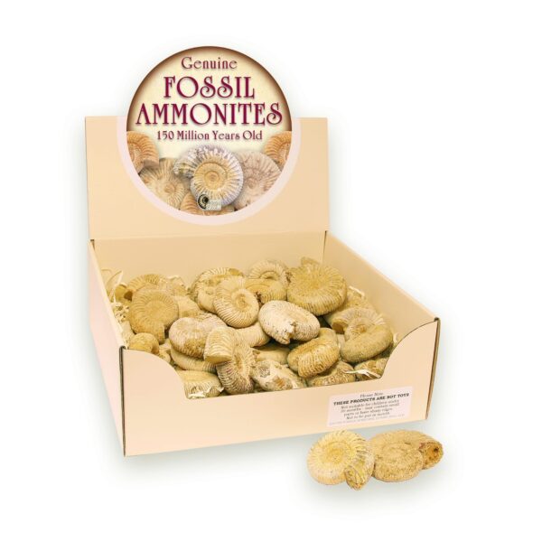 Fossil Ammonite Pack