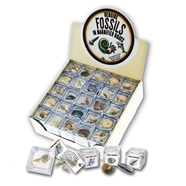 Magnified Fossils Pack