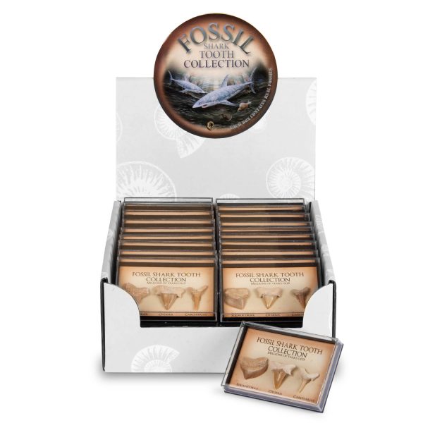 Fossil Shark Teeth Collection Pack