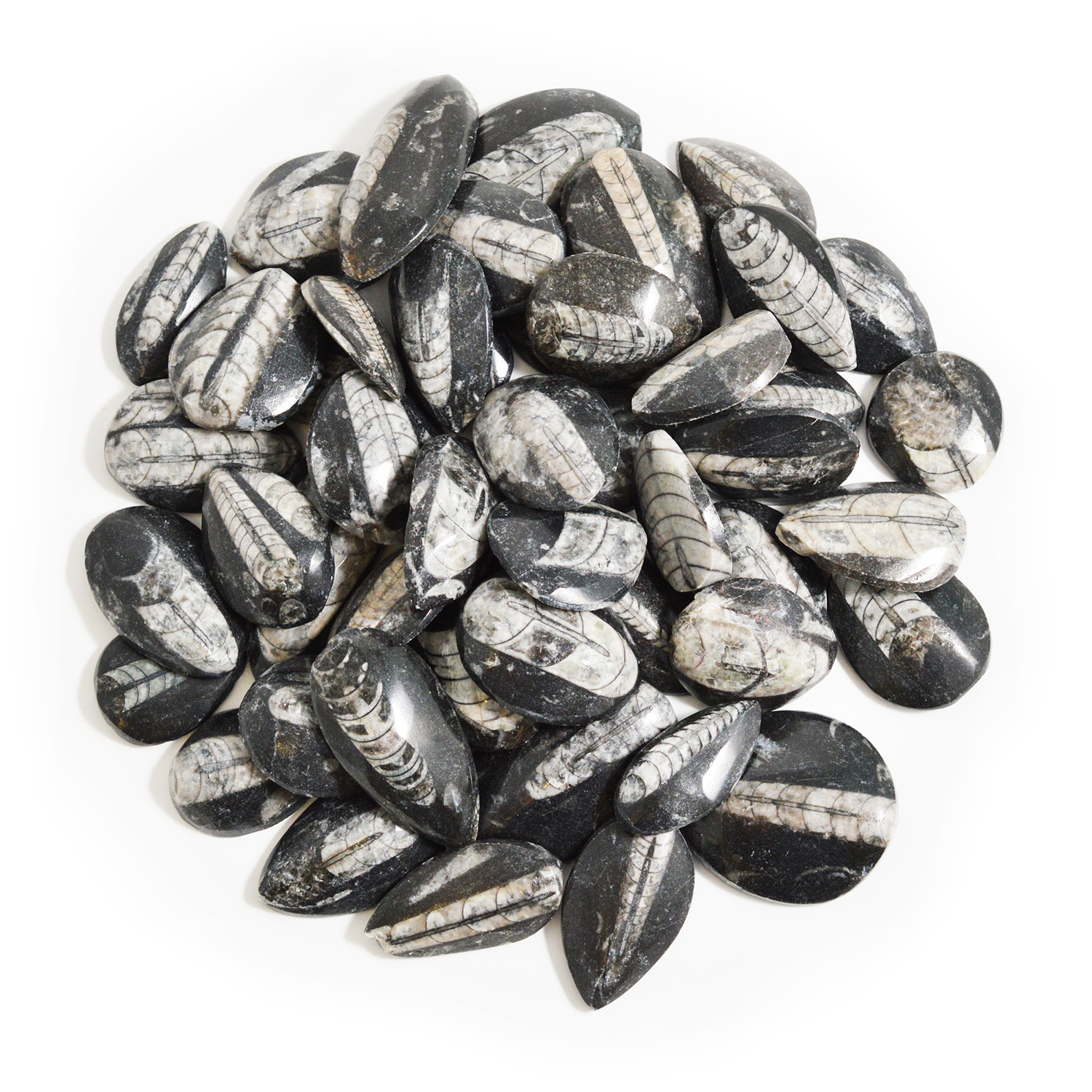 Nautiloids