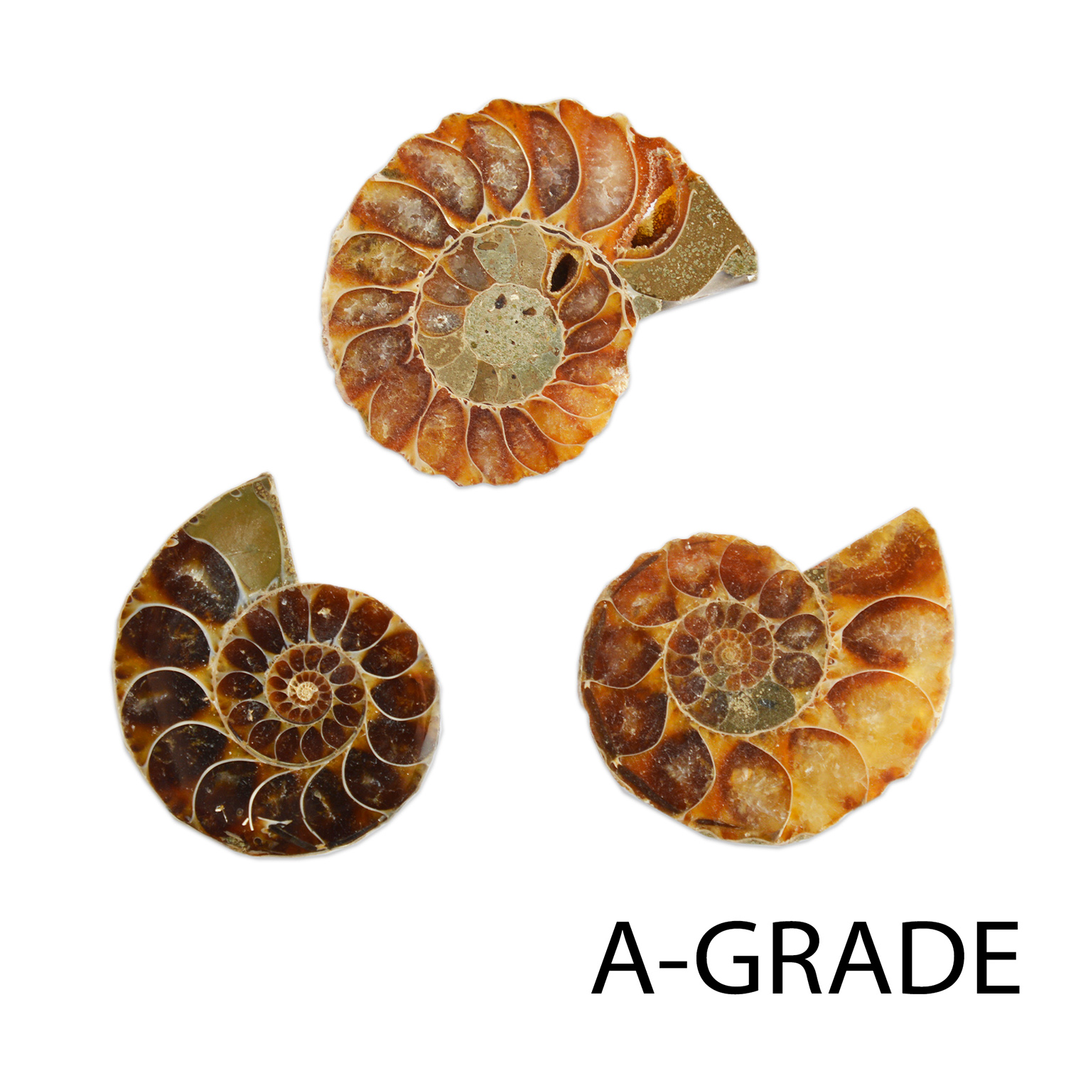 Cut & Polished Ammonites