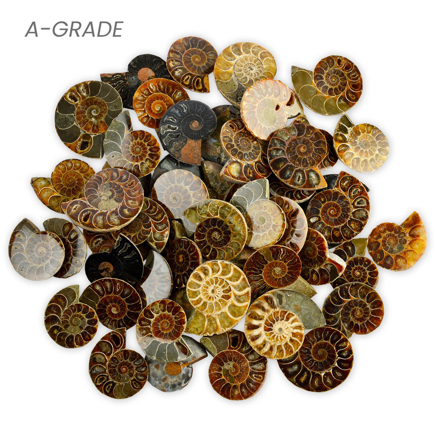 Cut & Polished Ammonites