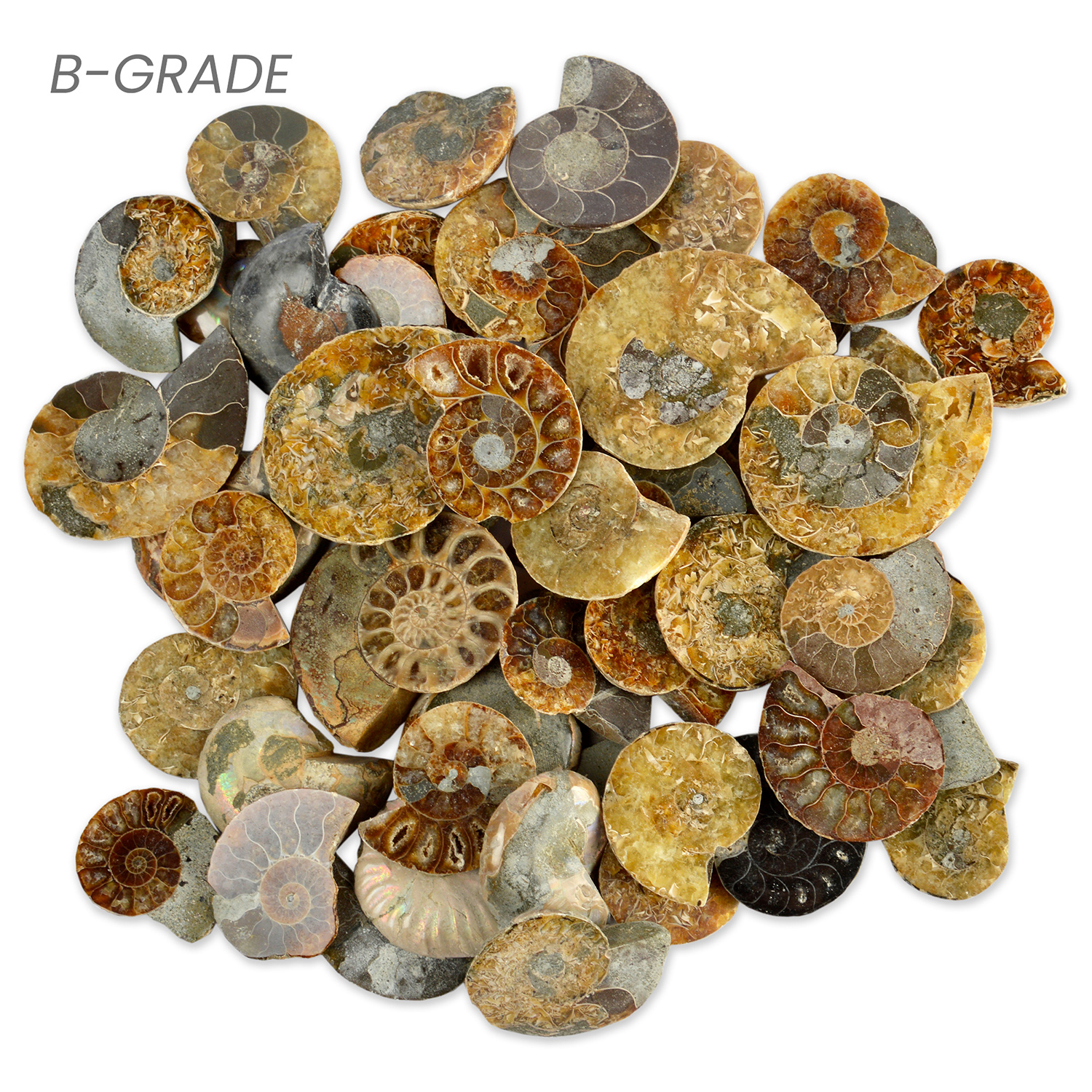 Cut & Polished Ammonites