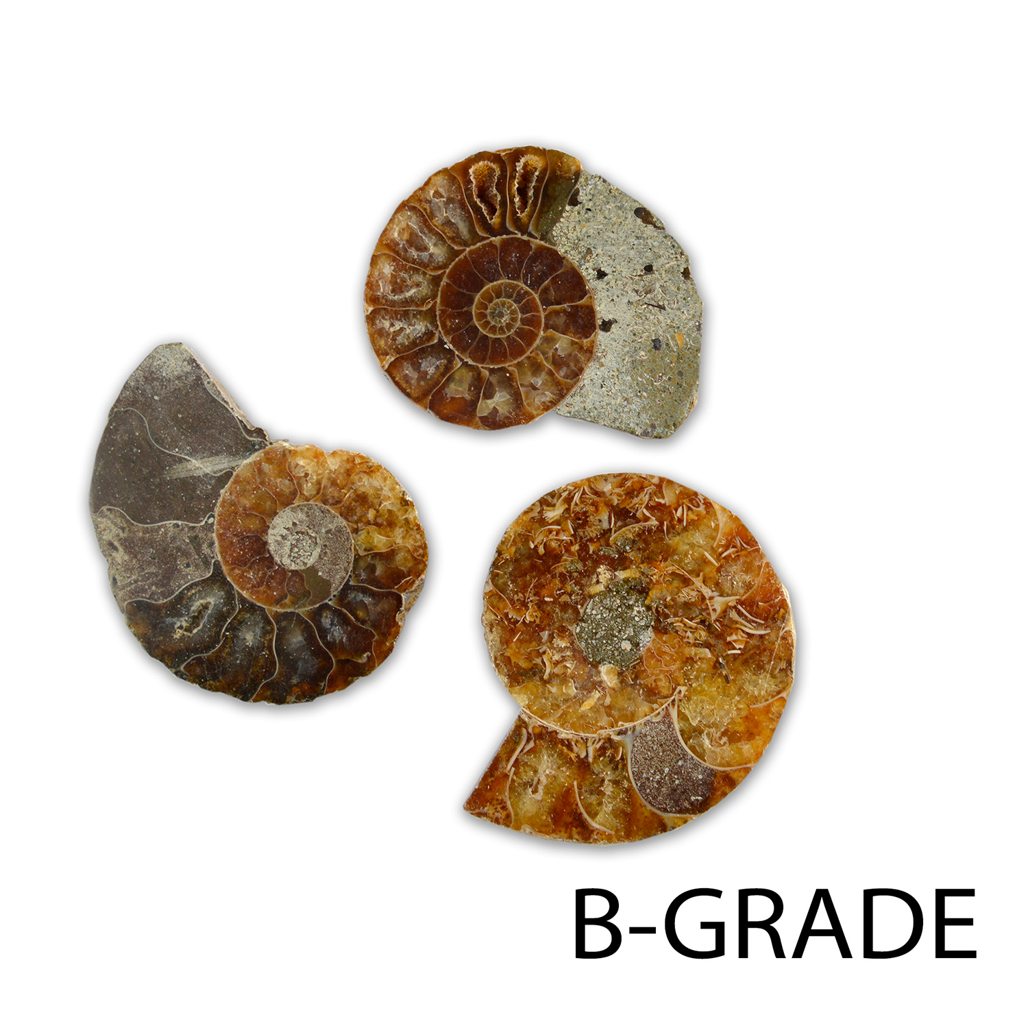 Cut & Polished Ammonites