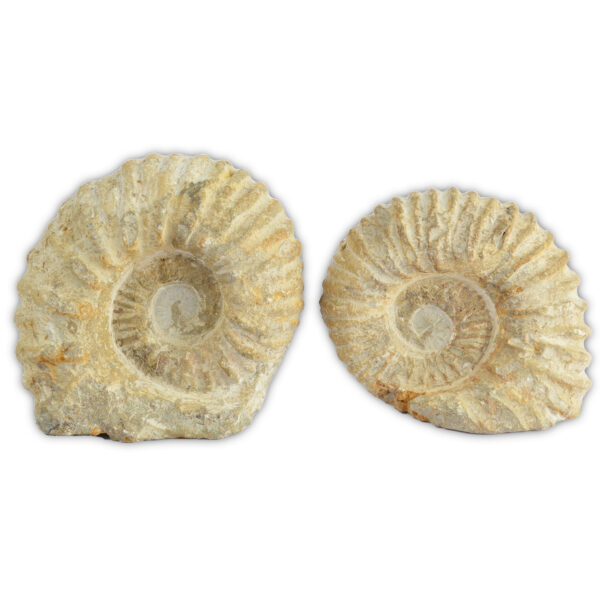 Cut Base Agadir Ammonites