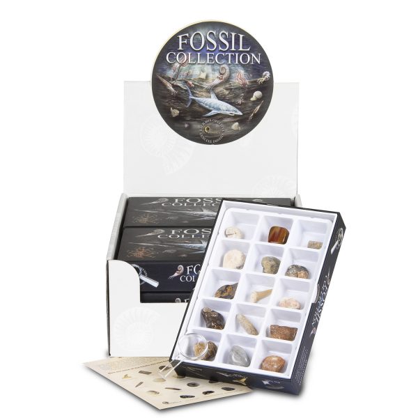 Fossil Collection Kit Pack