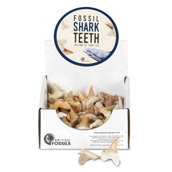 Fossil Shark Teeth Pack