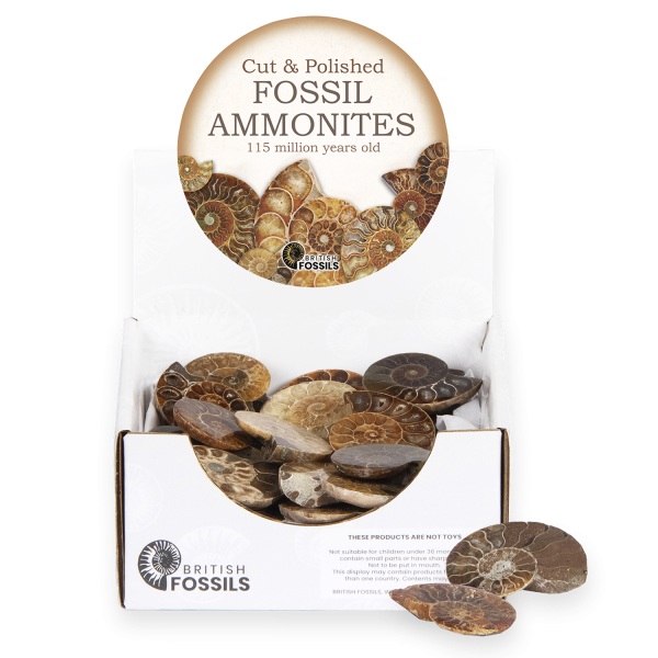 Cut & Polished Ammonites Till Point Pack