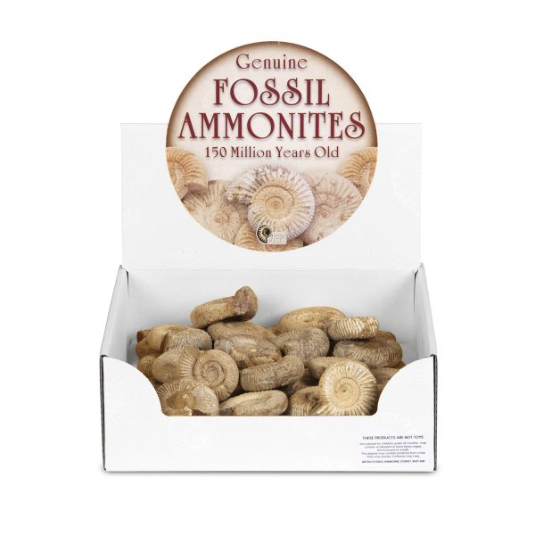 Fossil Ammonite Pack