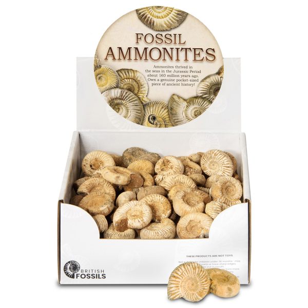 Ammonites