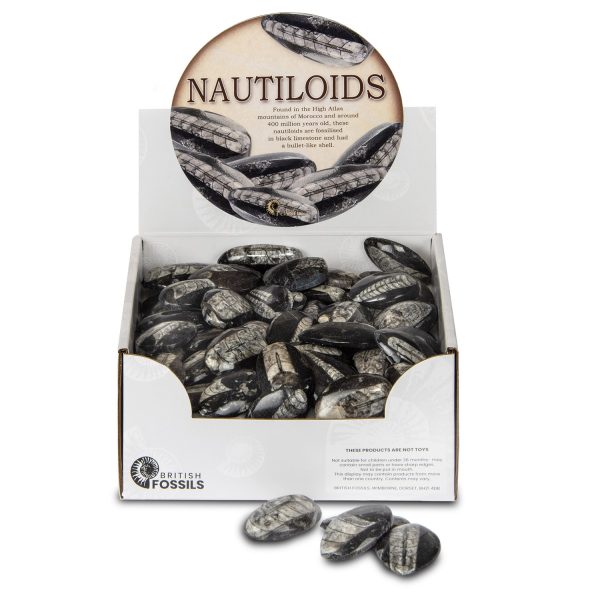 Nautiloids