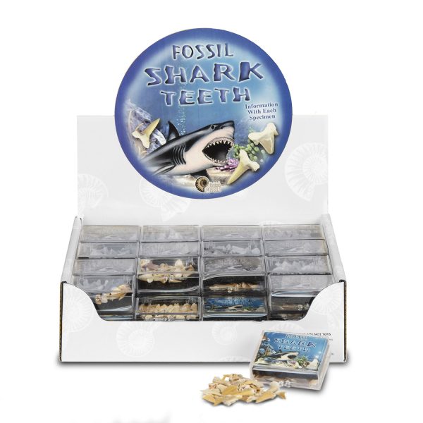Boxed Fossil Sharks Teeth Pack