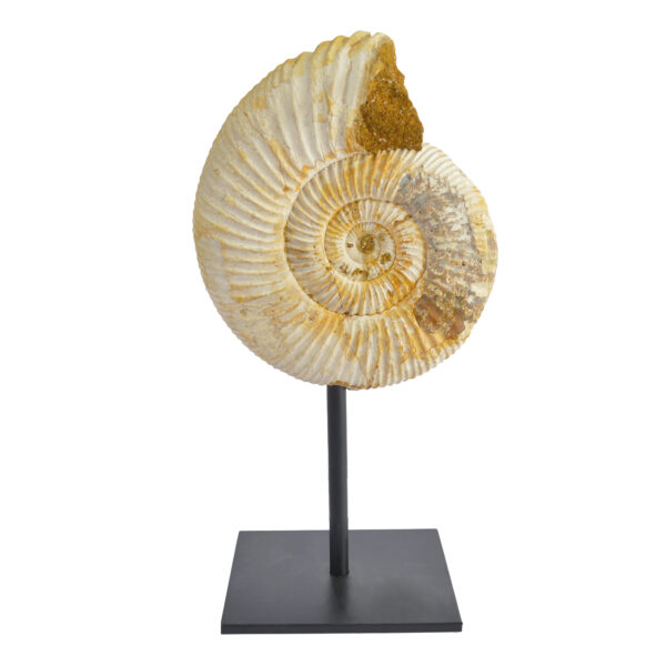 Ammonite on Metal Stand
