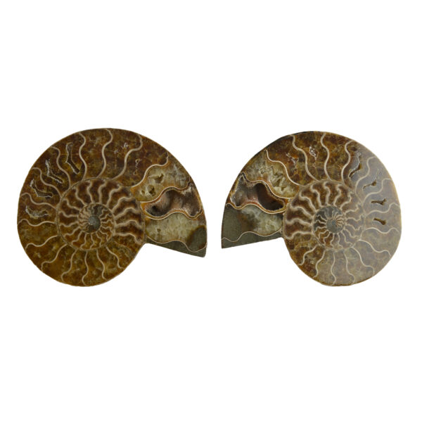 Large Cut & Polished Ammonite pair