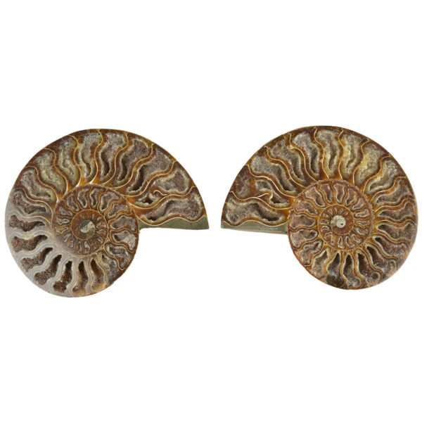 Large Cut & Polished Ammonite pair