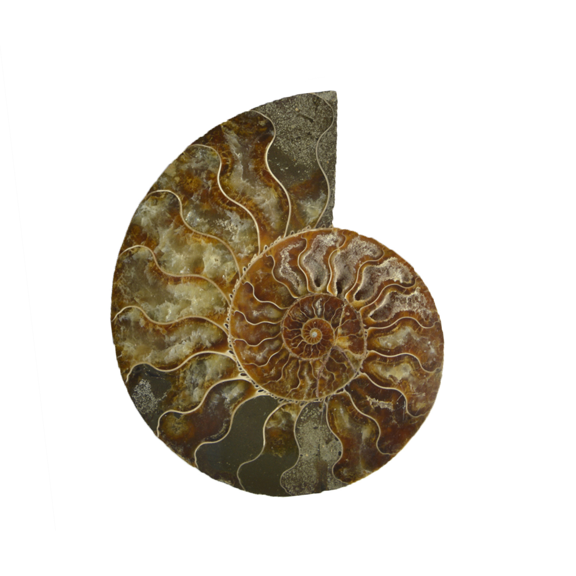Large Cut & Polished Ammonite Half