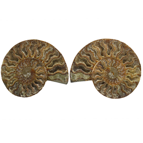 Large Cut & Polished Ammonite Pair
