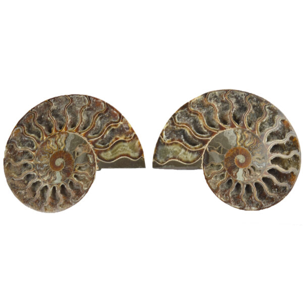 Large Cut & Polished Ammonite Pair
