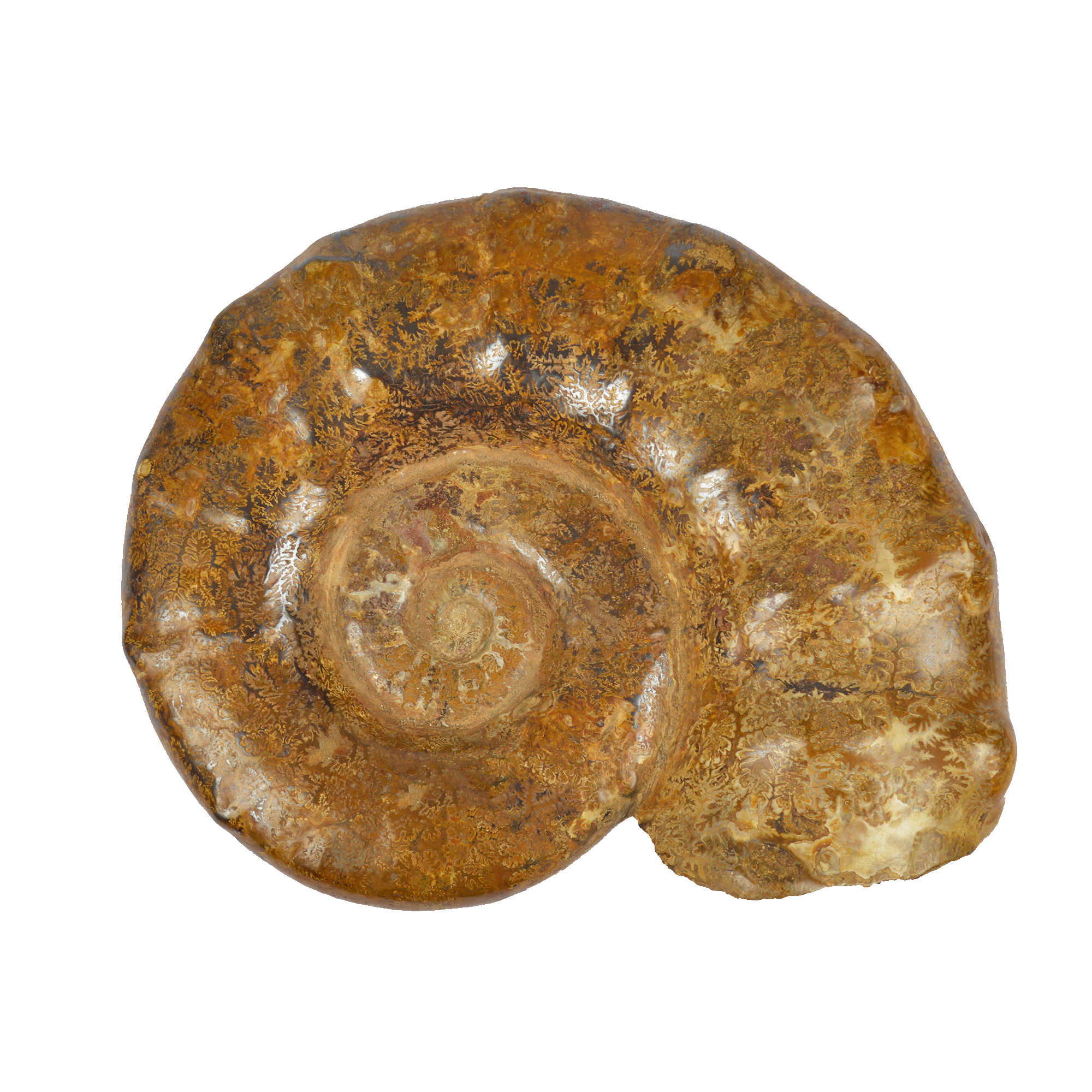 Whole White Ammonite