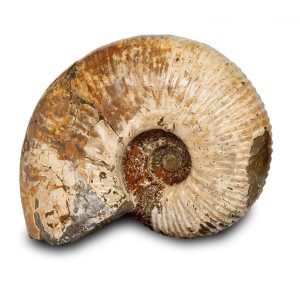 Whole Polished Ammonite- 28% Off