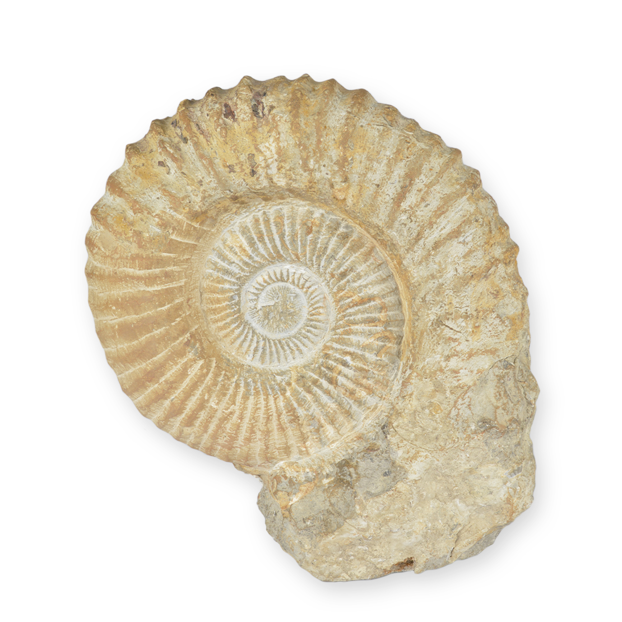 Agadir Ammonite On Base