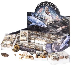 fossil box