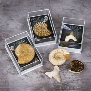 fossil gift box
