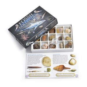 fossil collection