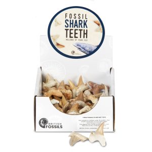 fossil shark teeth pack