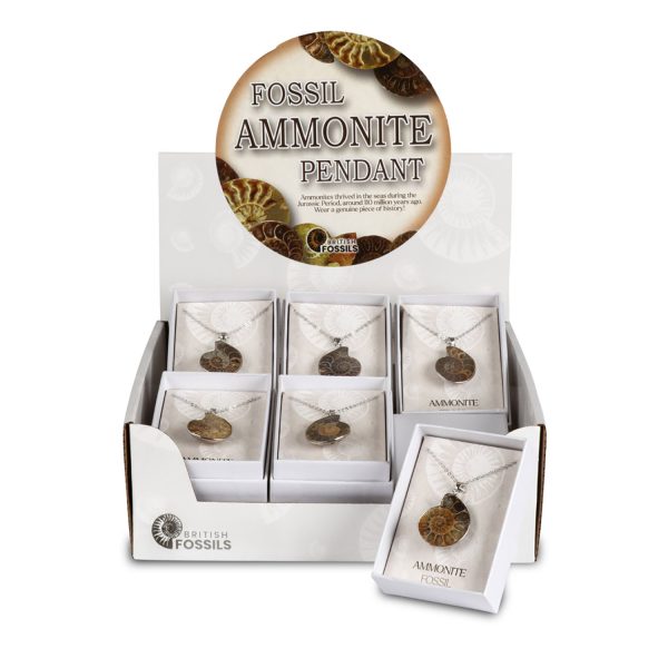 Small Fossil Ammonite Pendant Pack