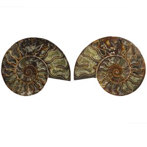 Large Cut & Polished Ammonite pair- 27% Off