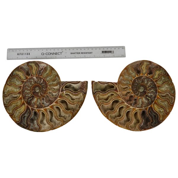 Large Cut & Polished Ammonite pair