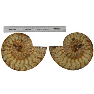 Large Cut & Polished Ammonite pair