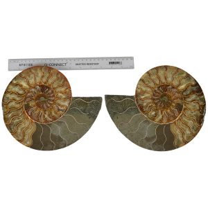 Large Cut & Polished Ammonite pair