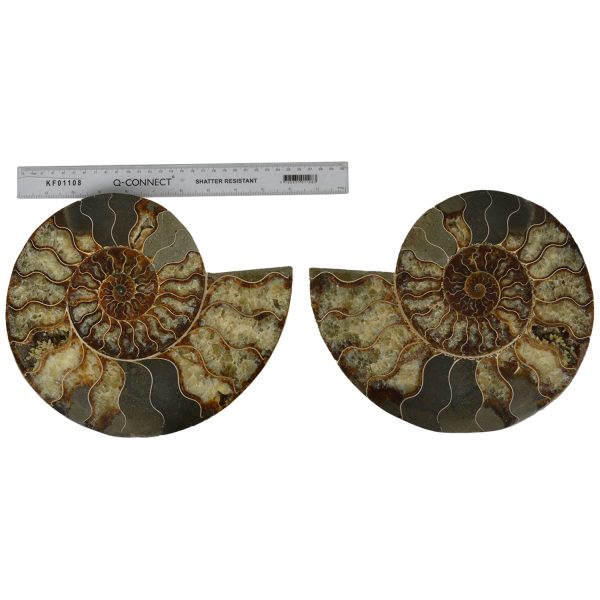 Large Cut & Polished Ammonite pair
