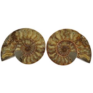 Large Cut & Polished Ammonite pair