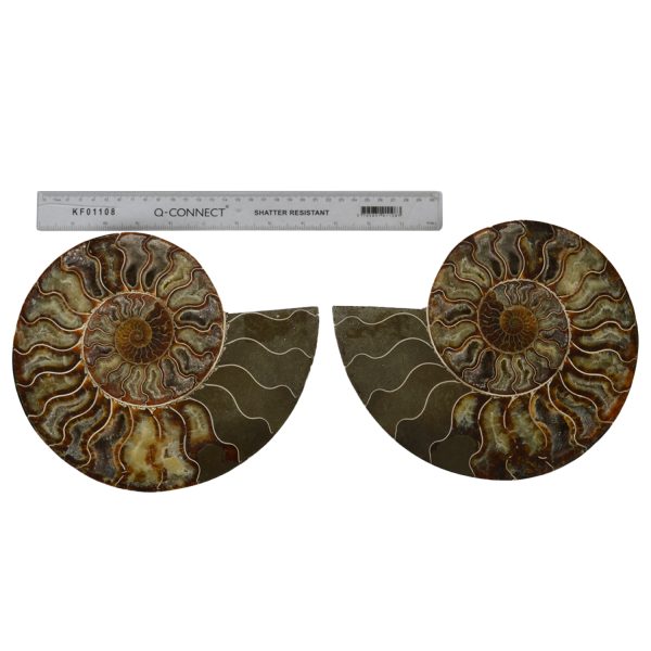 Large Cut & Polished Ammonite pair
