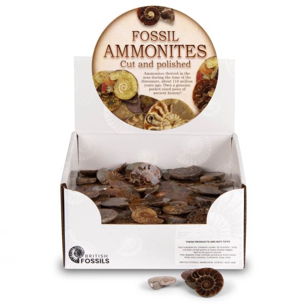 Cut & Polished Ammonites Pack