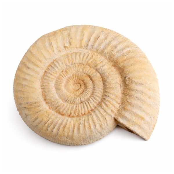 Dusty Large Ammonite