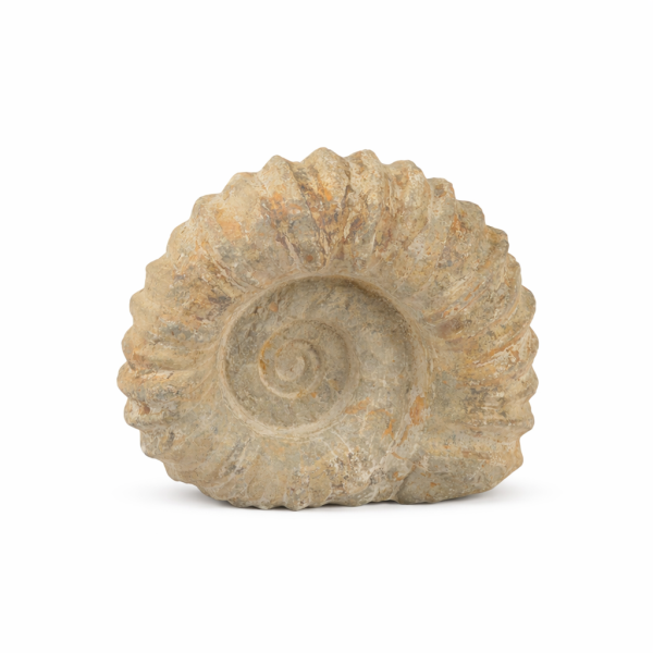 Agadir Ammonite