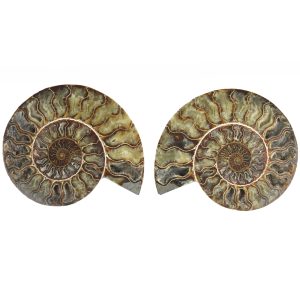 Large Cut & Polished Ammonite Pair